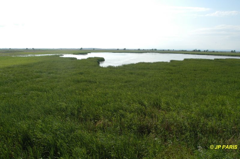Hortobagy
